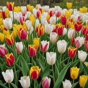 Сергей К - Поздравление с 8 Марта