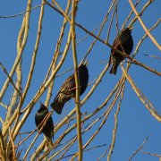 Андрей Семенов - Нет милее родины