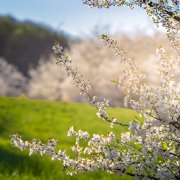 SXGh - Vesna (Brazill remix)