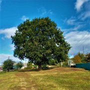 Игорь Бакань - Старый дуб