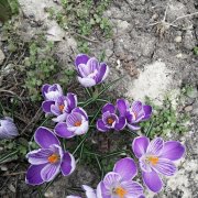 Молли - потому что люблю