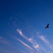 Raoxener - Словно два крыла