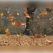 О кленовых листьях. Автор стихов: Константин Сахно