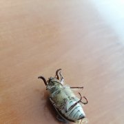 Eyes of Gods - Egoism