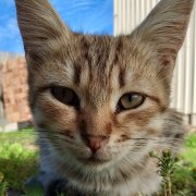 Смертный-бурханов