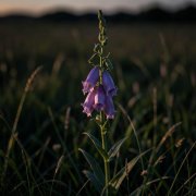 hellgivanwarlex - Девочка Н (2026)