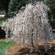 Светик - Вишня