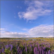 Aleks Borisov  Весенняя печаль вариант
