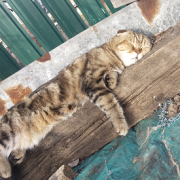 ilyasamgor - Когда вспомнил что ты Кот