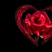 Devo4kaRang-Розы любви