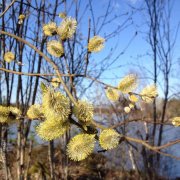 Сергей К - Весна, Весна