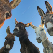 Телегу банили...