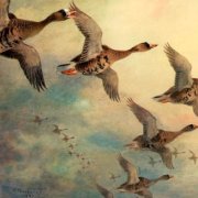 Эдуард Асадов - Дикие Гуси