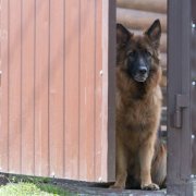 Сергей Есенин, Снова выплыли