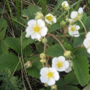 Андрей Семенов - Весеннее чудо