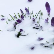 Vicond - Снег в апреле