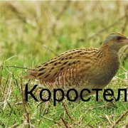 Коростель(песня Т.Булановой)- исполняет Анна Отрокова