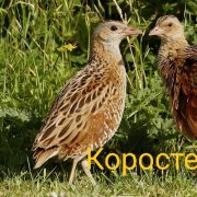 Коростель(песня Т.Булановой)- исполняет Анна Отрокова