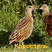 Коростель(песня Т.Булановой)- исполняет Анна Отрокова