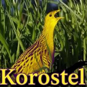 Коростель(песня Т.Булановой)- исполняет Анна Отрокова