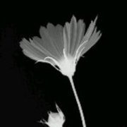 Сергей Краснояружский - Белые стихи