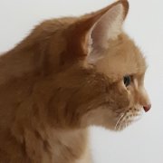 Nika-наши пути сошлись