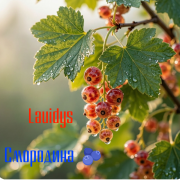 (Артём Петровский) Lauidys Смородина