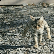Задавака