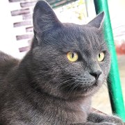 Жена военного