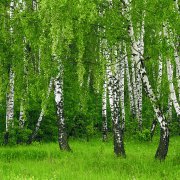 Берёзы. Песня на мои стихи