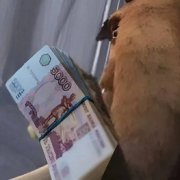 Лох не мамонт