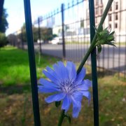 Кристина Янушъ - Оттого что тебя я люблю - фото
