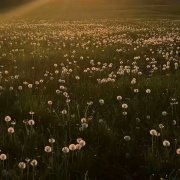 mishanya - послушай это и просто наслаждайся
