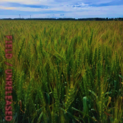 stelkardmc - Field (Unreleased)
