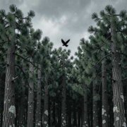 VasilakiyВячеслав- А вокруг тишина