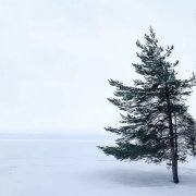 муз.Д.Лукашин (псев.Трехречный, слова Н.Малюченко Душа моя
