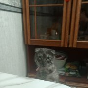 Фисюк В.В. - Доброе утро (исполнение ИИ)