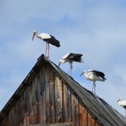 Асташов - Тихое счастье