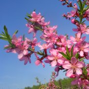 Виталий Ульянов - Здесь не цветёт миндаль…