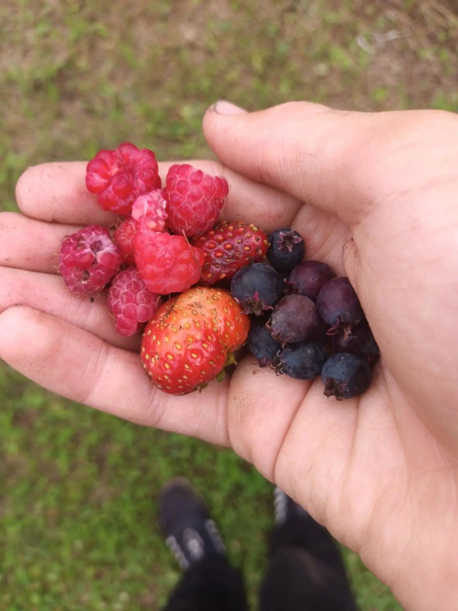 Ягодный сезон в разгаре 🫐🍓