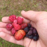 Ягодный сезон в разгаре 🫐🍓